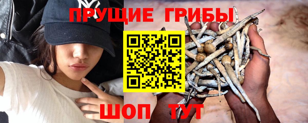 Псилоцибиновые грибы Psilocybine cubensis Белогорск